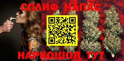 сатива Аша